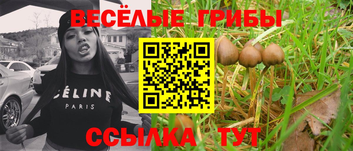 Псилоцибиновые грибы Psilocybe Новоалтайск