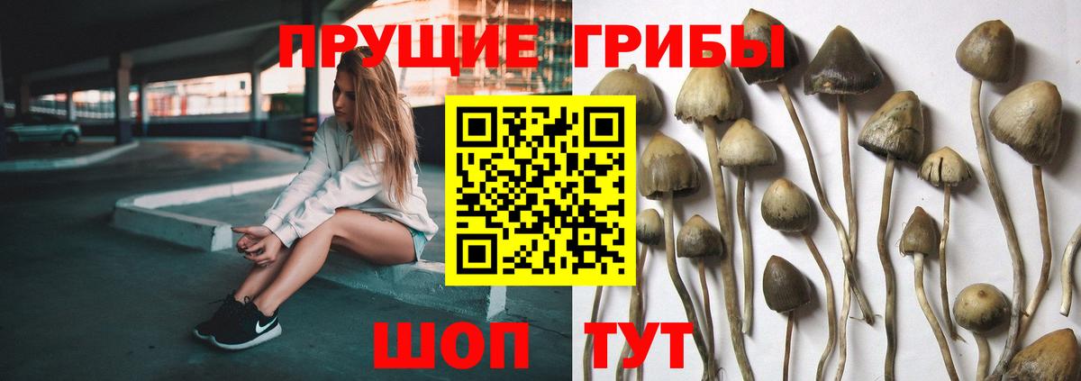 Новоалтайск  Псилоцибиновые грибы мицелий  Вход с VPN  Псилоцибиновые грибы прущие грибы 
